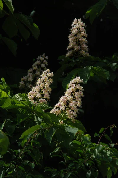 Chestnut Castanea Tourn Genus Plants Beech Family — Stockfoto