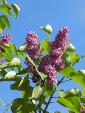 Sıradan yaban domuzu (Şırınga bayağılığı))