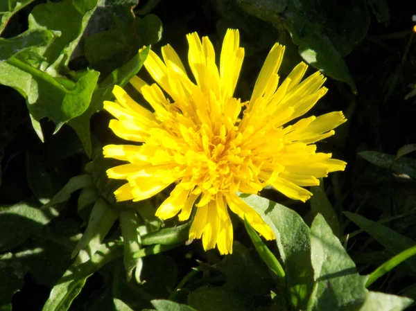 Tarassaco Tarxacum Genere Piante Erbacee Perenni Della Famiglia Delle Aster — Foto Stock