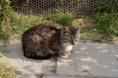 Kedi kedisi (Latince Felis Silvestris catus), kedigiller (Felis) familyasından bir kedi türü.)