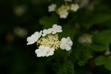 Viburum yaygın, kırmızı viburum (Viburnum opulus) 