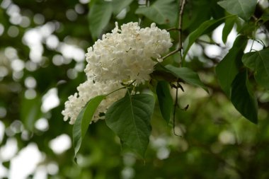 Sıradan yaban domuzu (Şırınga bayağılığı))