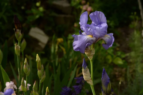 Horozlar Veya Irisler Latin Iris — Stok fotoğraf