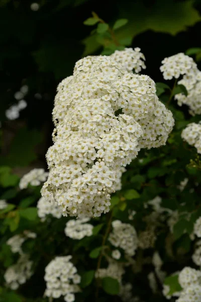 Spiraea Inglês Spiraea Género Botânico Pertencente Família Rosaceae — Fotografia de Stock