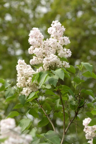 Dzik Zwyczajny Syringa Vulgaris — Zdjęcie stockowe