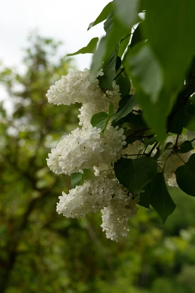 Jabalí Común Syringa Vulgaris — Foto de Stock