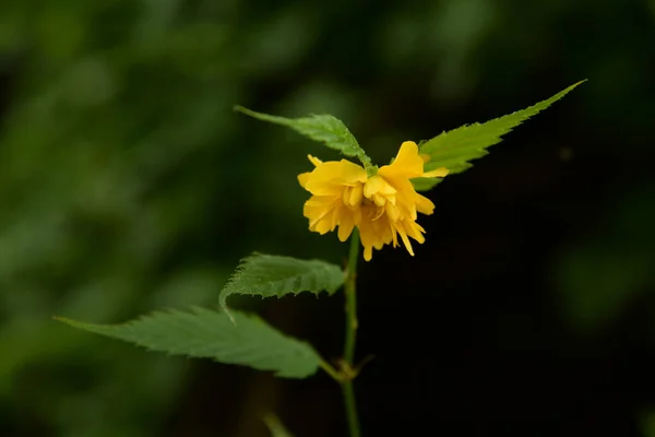 Kerriya Lat Kerria Deciduous Shrub Rosaceae Family — Stock Photo, Image