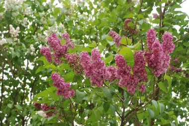 Sıradan yaban domuzu (Şırınga bayağılığı))