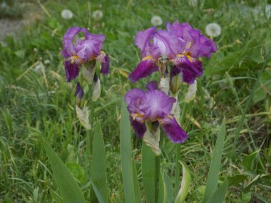  Horozlar veya irisler (Latin Iris)         