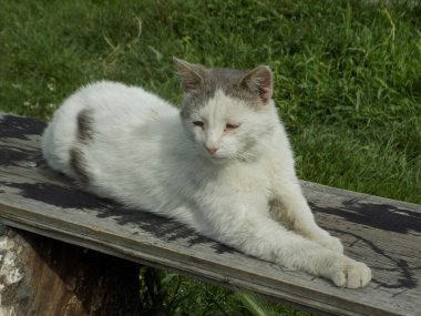 Kedi kedisi (Latince Felis Silvestris catus), kedigiller (Felis) familyasından bir kedi türü.)