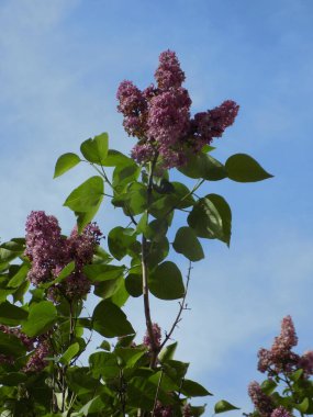 Sıradan yaban domuzu (Şırınga bayağılığı))