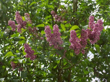 Sıradan yaban domuzu (Şırınga bayağılığı))