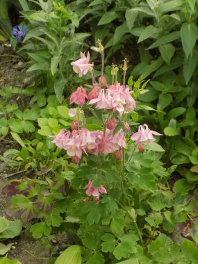 Yaygın kartallar, aquilegia, havza (Aquilegia vulgaris)