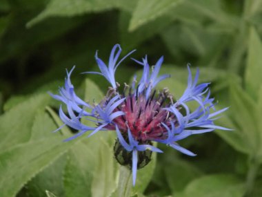 Çiçek mavi ya da mavi mavi