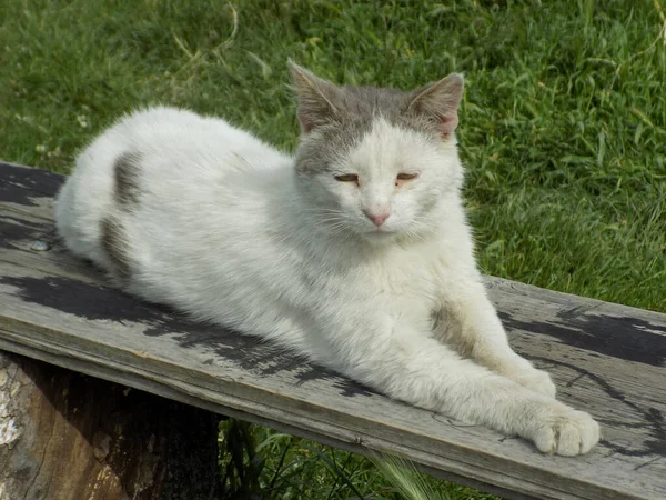 Gato Del Gato Gato Del Gato Latín Felis Silvestris Catus — Foto de Stock