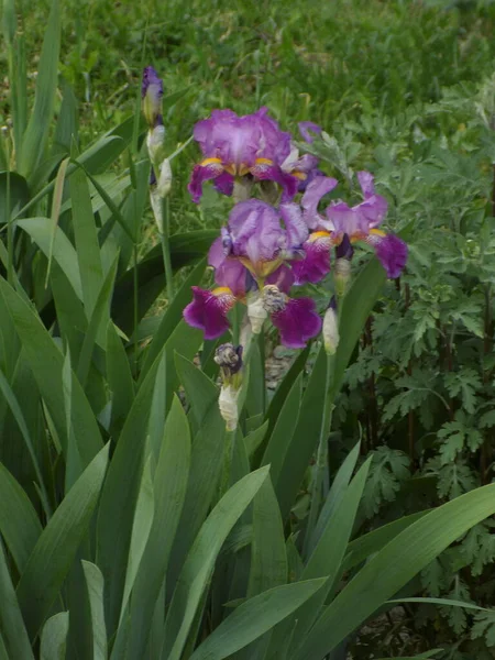 Roosters Irises Latin Iris — Fotografia de Stock