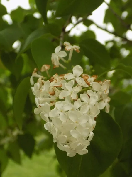 Jabalí Común Syringa Vulgaris —  Fotos de Stock