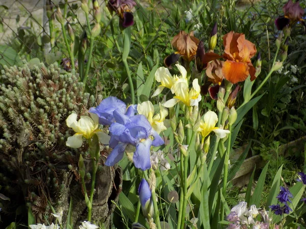 Roosters Irises Latin Iris — Stockfoto