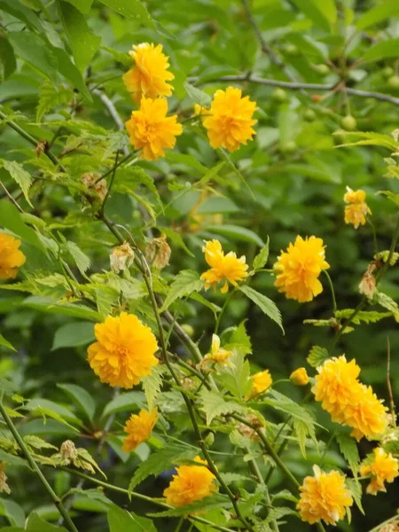 Kerriya Lat Kerria Deciduous Shrub Rosaceae Family — Zdjęcie stockowe