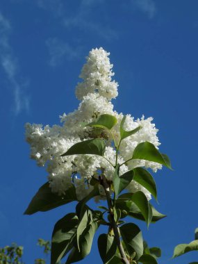 Sıradan yaban domuzu (Şırınga bayağılığı))
