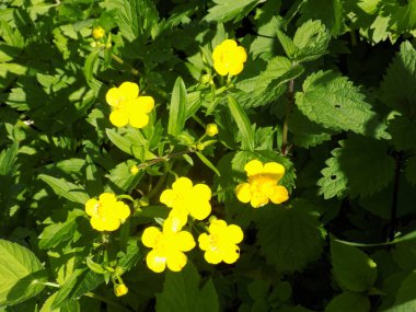 Kaba yumurta sarısı, terpibida, ranunculus akris.