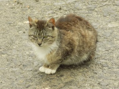 Kedi kedisi (Latince Felis Silvestris catus), kedigiller (Felis) familyasından bir kedi türü.)
