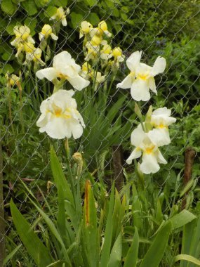  Horozlar veya irisler (Latin Iris)         