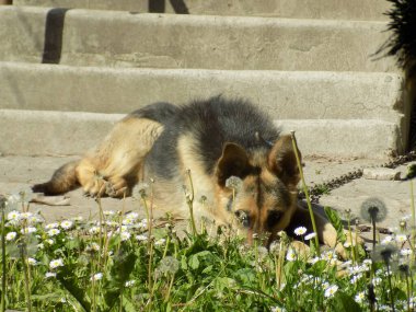 Alman Çoban Köpeği (Deutscher Schferhund)