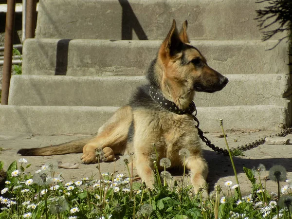 Owczarek Niemiecki Deutscher Schferhund — Zdjęcie stockowe