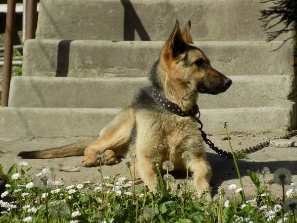 Alman Çoban Köpeği Deutscher Schferhund — Stok fotoğraf