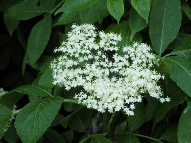 Mürver (Sambucus nigra), boznyak, buz, sambuk, ağaçsız