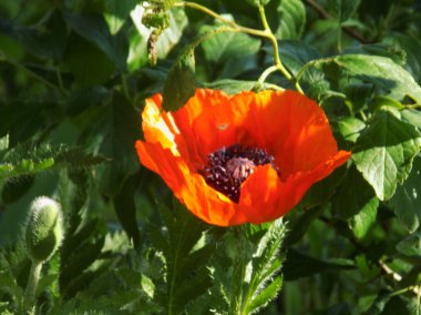 Oriental haşhaş (gelincik orientale)