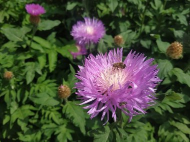 Alp makinası (Aster alpinus)