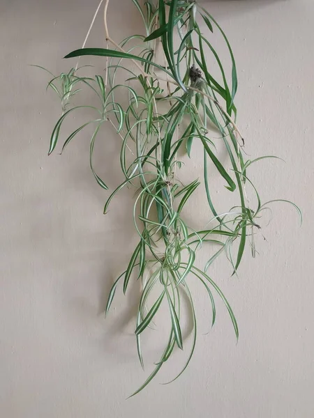 Chlorophytum Nazwa Gospodarstwa Domowego Pająk — Zdjęcie stockowe