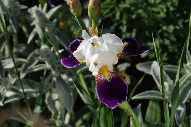Horozlar veya irisler (Latin Iris)