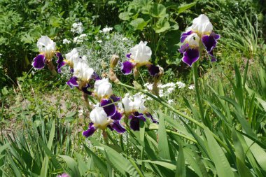 Horozlar veya irisler (Latin Iris)