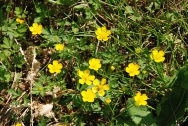 Kaba yumurta sarısı, terpibida, ranunculus akris.