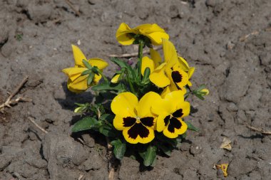 Violet üç renkli, vahşi nonoşlar