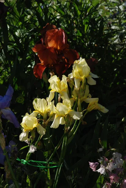 Roosters Irises Latin Iris — стоковое фото