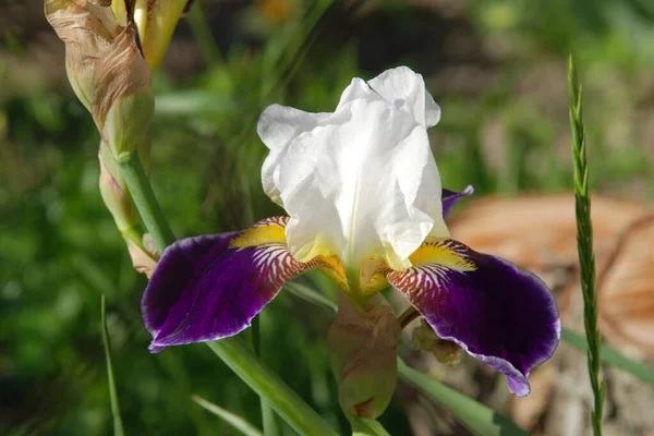 Gallos Iris Iris Latino — Foto de Stock