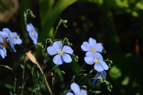 Daimi Keten Linum Perenne — Stok fotoğraf