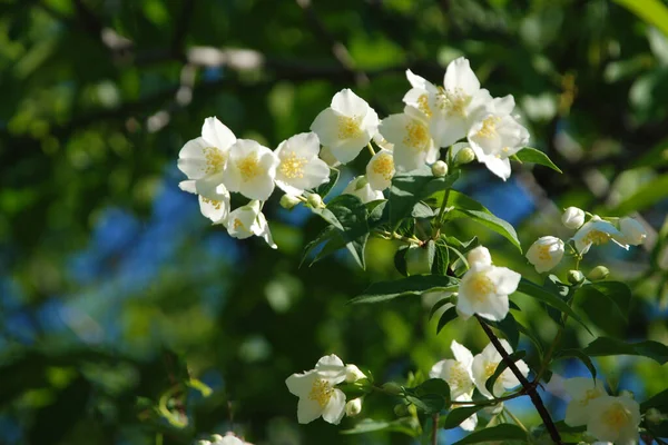 Naranja Falso Lat Philadelphus Coronarius —  Fotos de Stock