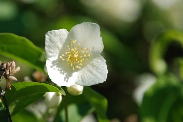 Naranja Falso Lat Philadelphus Coronarius — Foto de Stock