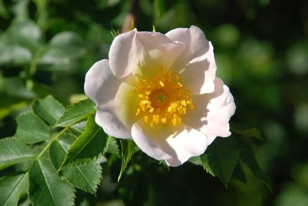 Róża Lub Róża Psia Rosa Canina — Zdjęcie stockowe