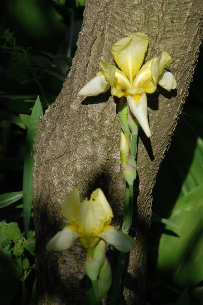 Hahn Oder Schwertlilie Lateinisch Iris — Stockfoto