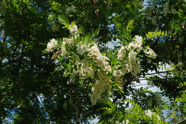 Acacia Genus Plants Legume Family — Stock Photo, Image