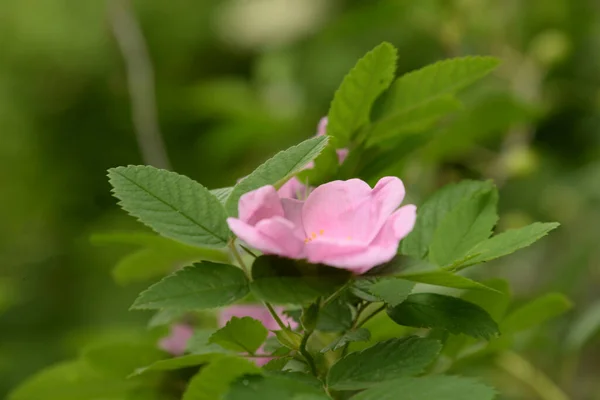 Róża Lub Róża Psia Rosa Canina — Zdjęcie stockowe