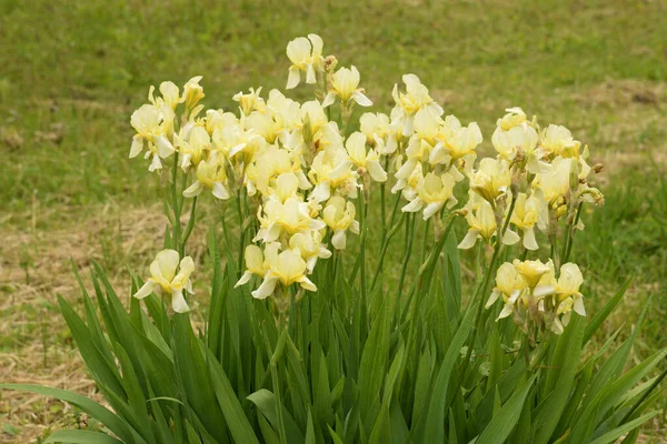Roosters Irises Latin Iris —  Fotos de Stock