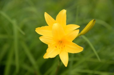 Sarı zambak, sarı zambak, güzel bir gün. Hemerocllis Ilioasphodlus)