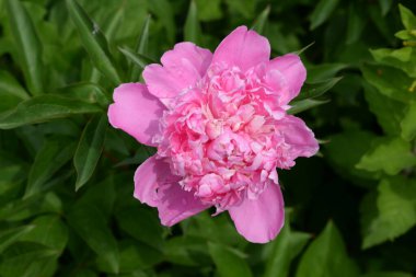 Çalı şakayığı (Paeonia kadın hakları savunucusu)